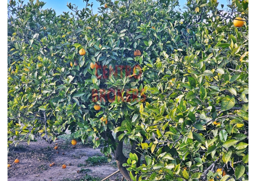 Sad pomarańczowy w drugiej linii rzeki i 4 km od morza w Cullera, Walencja